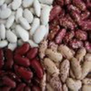 White Kidney Beans,Light Speckled Kidney Beans,Green Beans,Dark Red Kidney Beans